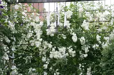 Rose Meidiland Alba0218.webp