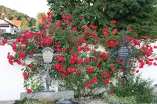 Elterngrab1919.webp