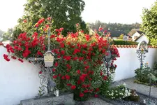 Rose Heinfels  0822.webp
