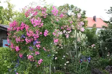 Rose Super Dorothy    0224.webp