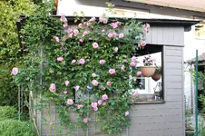Rose Hl.Elisabeth    0925.webp