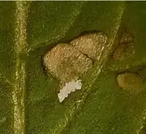 Unterseite Detail.webp