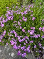 IMG_0872.webp