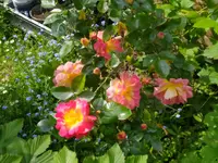 IMG_20260510_151059.webp