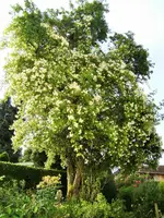 DSCF2964 (2).webp