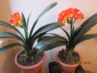 Clivia aufgeblüht 10.04.26.webp