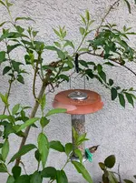 Apfel-Gespinstmotte.webp