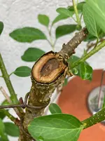 Kallusbildung nach Triebkappung an Forsythia.webp