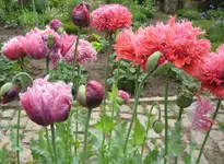 IMG_0852.webp IMG_0852.webp