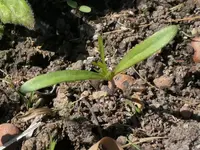 2026Cosmea.webp 2026Cosmea.webp
