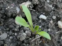 2026Crepis1.webp 2026Crepis1.webp