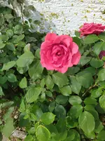 IMG_20260510_151758.webp