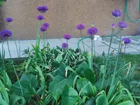 IMG_20260502_175009.webp
