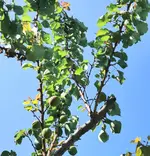 IMG_20260509_095640-EDIT.webp