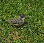 IMG_20260513_135045.webp
