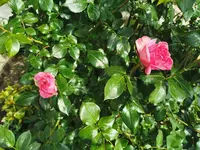 IMG_20260514_104415.webp
