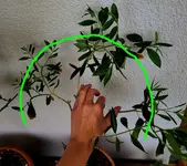 Olive.webp