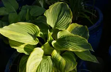 DSC01214.webp