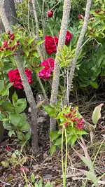 IMG_8363.webp