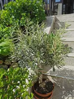 IMG_20260509_100533.webp