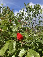 Rose.webp