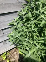 Flieder2.webp
