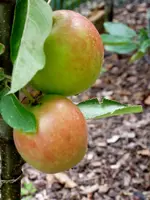 Säulenapfel.webp