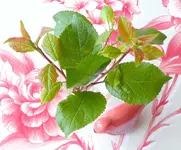 15.webp