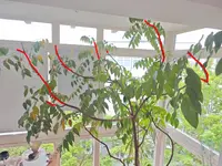 Mahagoni 1.webp