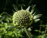2024SkabiKno1.webp