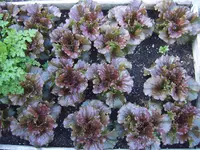 Eissalat Diavoletta (1).webp