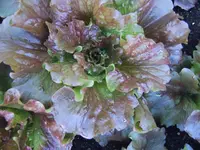 Eissalat Diavoletta (2).webp