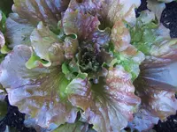 Eissalat Diavoletta (3).webp