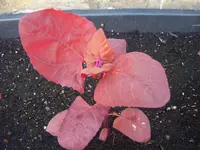 rote Melde 16.05 (1).webp
