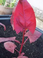 rote Melde 16.05 (2).webp
