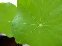 Kapuzinerkresse.webp