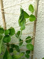 Zuckererbse.webp