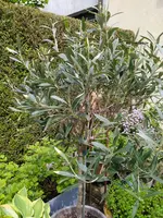 IMG_20260516_131958.webp