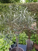 IMG_20260516_131943.webp