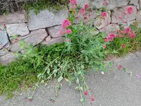 1000079699.webp