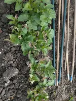 PXL_20260516_142958990.webp