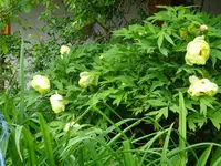 DSC04159.webp