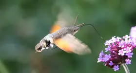 Taubenschwänzchen0315.webp