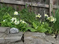2026PrimBeet.webp