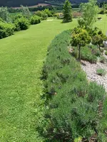 1 Lavendel.webp