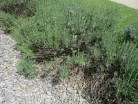 Lavendel 2.webp