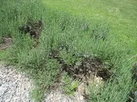 Lavendel 4.webp