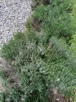 Lavendel 6.webp