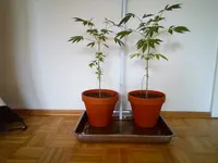 Cannabis.webp