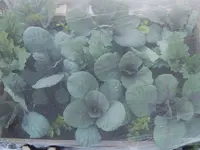 Rotohl 16.05 (1).webp